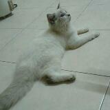 (Category: ) located in . Submitted by mardhiah13 (Listing ID 1378680875, Image 1). Description: .