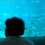 (Category: ) located in . Submitted by hanthespian (Listing ID 1378099293, Image 1). Description: .