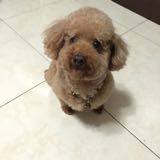 由 princesslo (刊登 ID 1334954384，圖片 1) 提交，位於 的 (類別：)，說明：。