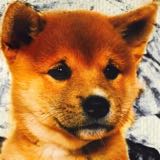 (Category: ) located in . Submitted by lil_paws (Listing ID 1384895651, Image 1). Description: .