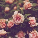 (Category: ) located in . Submitted by .wondergirl. (Listing ID 1345308932, Image 1). Description: .