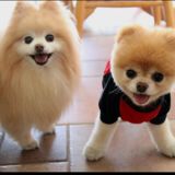 (Category: ) located in . Submitted by judecollections (Listing ID 1364174834, Image 1). Description: .