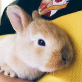 (Category: ) located in . Submitted by shirleyearly (Listing ID 1371552362, Image 1). Description: .