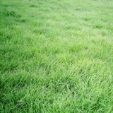 (Category: ) located in . Submitted by greengrasses (Listing ID 1442226865, Image 1). Description: .
