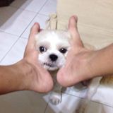 (Category: ) located in . Submitted by waihongxdieno (Listing ID 1443977235, Image 1). Description: .