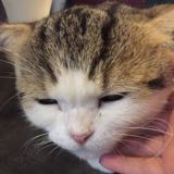 由 shininglittlestar (刊登 ID 1384357626，圖片 1) 提交，位於 的 (類別：)，說明：。