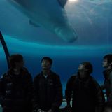 由 bjorz (刊登 ID 1381658644，圖片 1) 提交，位於 的 (類別：)，說明：。