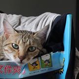 頭像