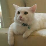 (Category: ) located in . Submitted by raymondhocl (Listing ID 1294928823, Image 1). Description: .
