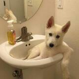 (Category: ) located in . Submitted by dolores22 (Listing ID 1432344331, Image 1). Description: .