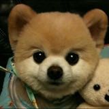 (Category: ) located in . Submitted by pompomted (Listing ID 1078543781, Image 1). Description: .