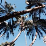 (Category: ) located in . Submitted by grapefruitgrape (Listing ID 1318743096, Image 1). Description: .