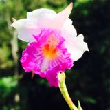 (Category: ) located in . Submitted by alimomma (Listing ID 214544090, Image 1). Description: .