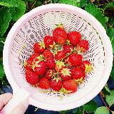 (Category: ) located in . Submitted by doodlelephants (Listing ID 1339820372, Image 1). Description: .