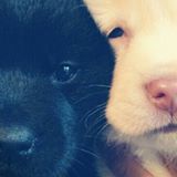 由 makuoshn (刊登 ID 1386403314，圖片 1) 提交，位於 的 (類別：)，說明：。