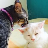 (Category: ) located in . Submitted by mita.dp (Listing ID 1381937125, Image 1). Description: .