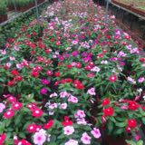 (Category: ) located in . Submitted by sawadeeplant (Listing ID 1374218594, Image 1). Description: .