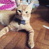 (Category: ) located in . Submitted by pamut3 (Listing ID 1231791694, Image 1). Description: .