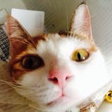 由 amy8408022 (刊登 ID 1381774005，圖片 1) 提交，位於 的 (類別：)，說明：。