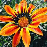(Category: ) located in . Submitted by luvlysuner (Listing ID 1362866153, Image 1). Description: .