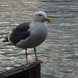 (Category: ) located in . Submitted by birdparadise669 (Listing ID 1384693935, Image 1). Description: .