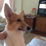 (Category: ) located in . Submitted by alchwelo (Listing ID 1000662929, Image 1). Description: .
