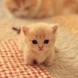 (Category: ) located in . Submitted by allthedeal (Listing ID 1372666231, Image 1). Description: .