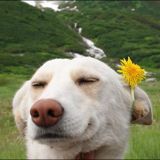 (Category: ) located in . Submitted by pupzlover (Listing ID 1375320735, Image 1). Description: .