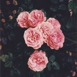 (Category: ) located in . Submitted by wine.roses (Listing ID 237247873, Image 1). Description: .