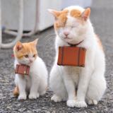 (Category: ) located in . Submitted by furragamo (Listing ID 1346879406, Image 1). Description: .
