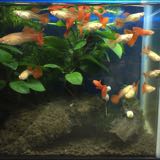 (Category: ) located in . Submitted by terencelem (Listing ID 1359912108, Image 1). Description: .
