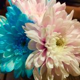 (Category: ) located in . Submitted by pinknblue (Listing ID 1287829037, Image 1). Description: .