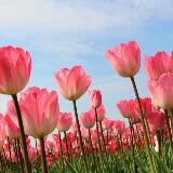 (Category: ) located in . Submitted by shelliesweet (Listing ID 1375800675, Image 1). Description: .