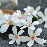 由 gili85331 (刊登 ID 1333164709，圖片 1) 提交，位於 的 (類別：)，說明：。