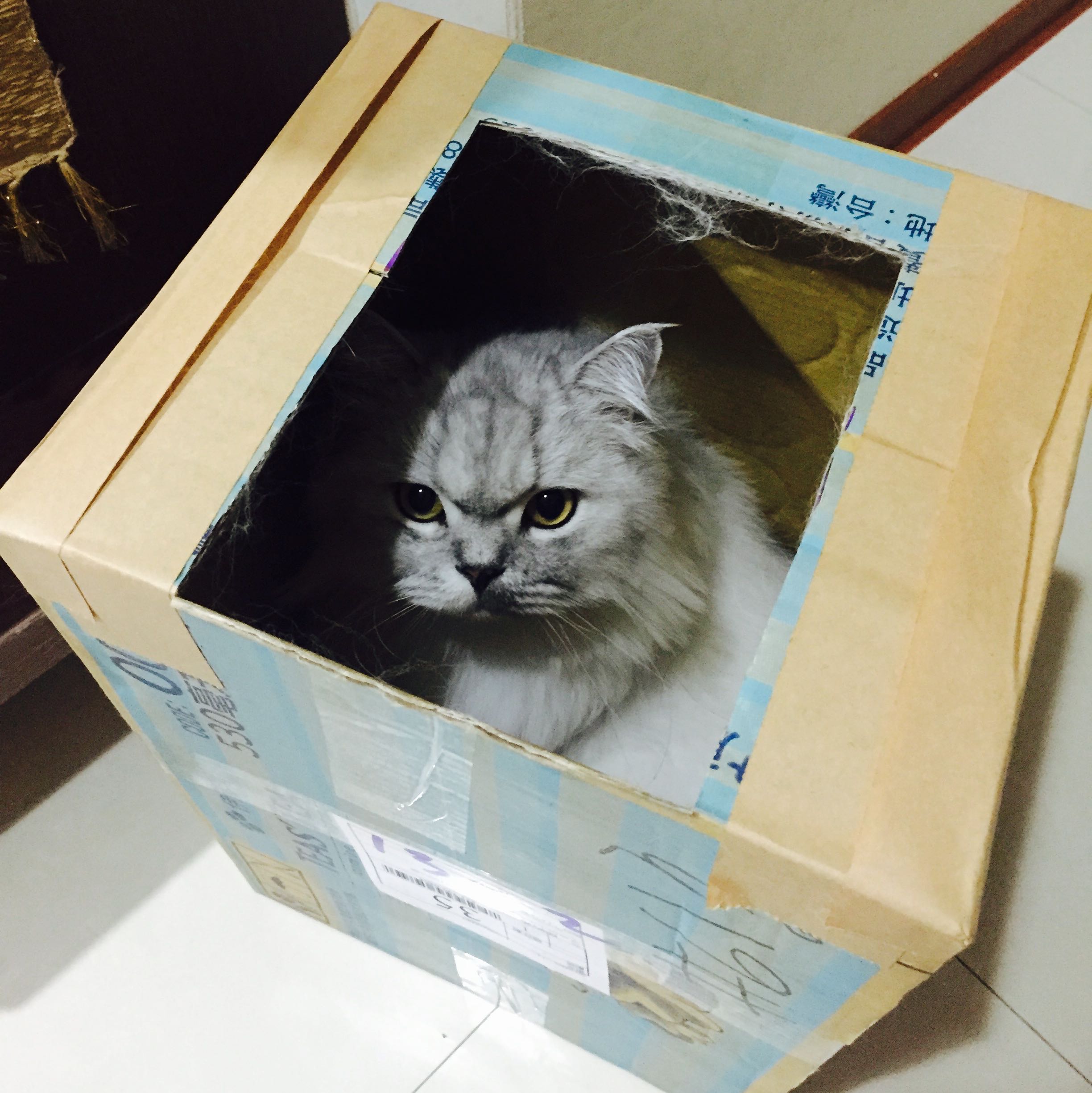 Avatar