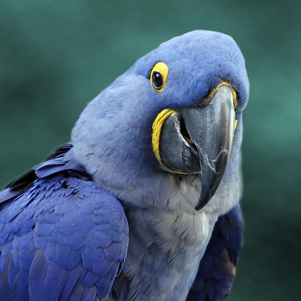 (Category: ) located in . Submitted by happybird (Listing ID 1438973062, Image 1). Description: .
