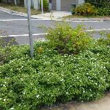(Category: ) located in . Submitted by bp3103 (Listing ID 1370648452, Image 1). Description: .