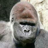 由 maclovers (刊登 ID 1142565781，圖片 1) 提交，位於 的 (類別：)，說明：。