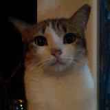 (Category: ) located in . Submitted by shirr123 (Listing ID 1456075696, Image 1). Description: .