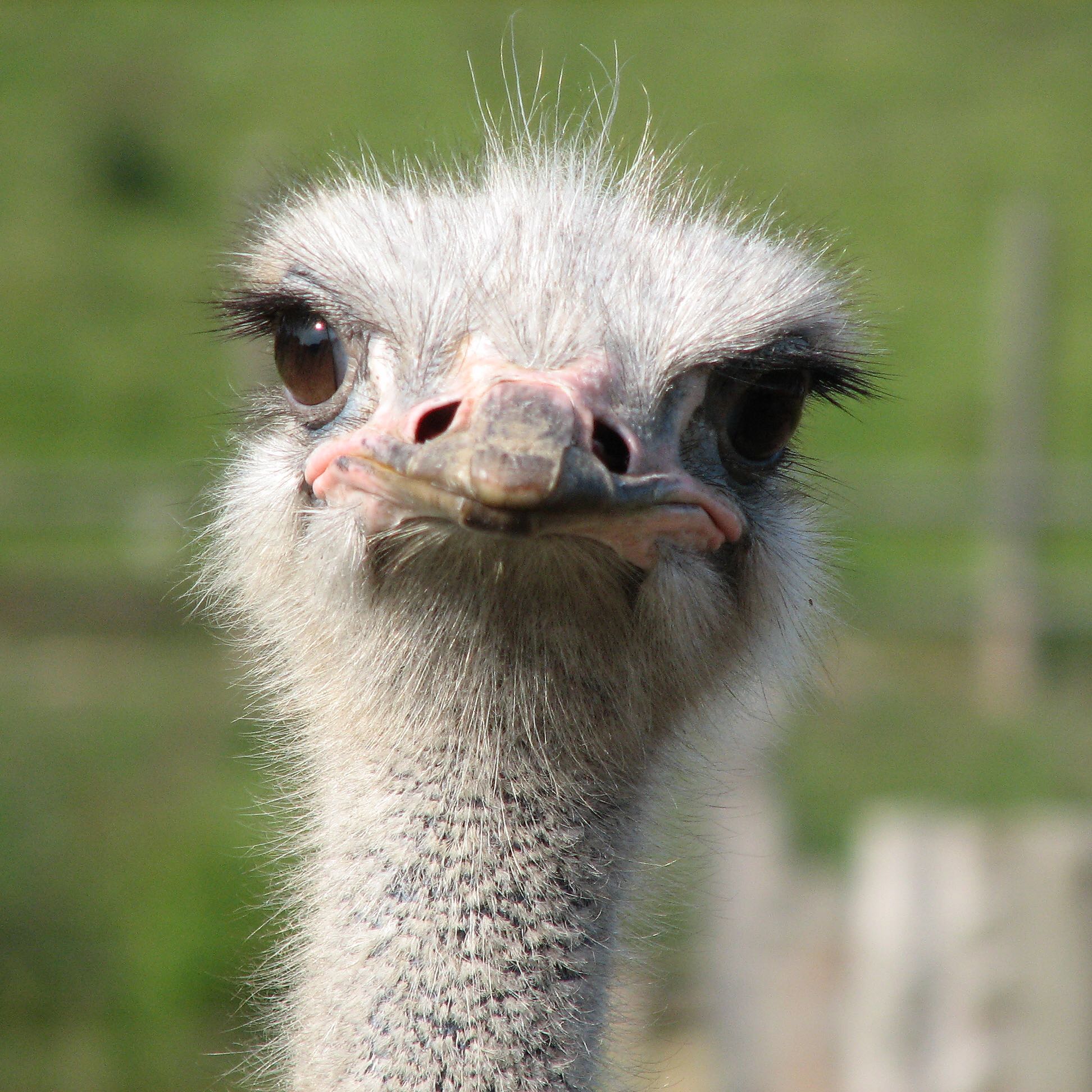 (Category: ) located in . Submitted by ostrich_ (Listing ID 1377619107, Image 1). Description: .