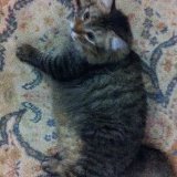 (Category: ) located in . Submitted by zai_welco (Listing ID 1379926268, Image 1). Description: .