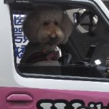 (Category: ) located in . Submitted by honestpup (Listing ID 1379456804, Image 1). Description: .