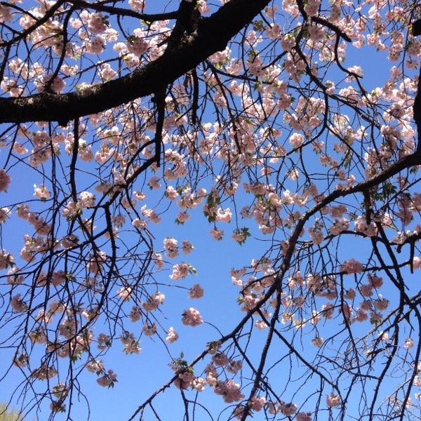 (Category: ) located in . Submitted by bluosh (Listing ID 1374785124, Image 1). Description: .