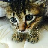 (Category: ) located in . Submitted by ivyseeyou (Listing ID 1337665001, Image 1). Description: .