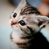 (Category: ) located in . Submitted by sachi.cat (Listing ID 1367049031, Image 1). Description: .