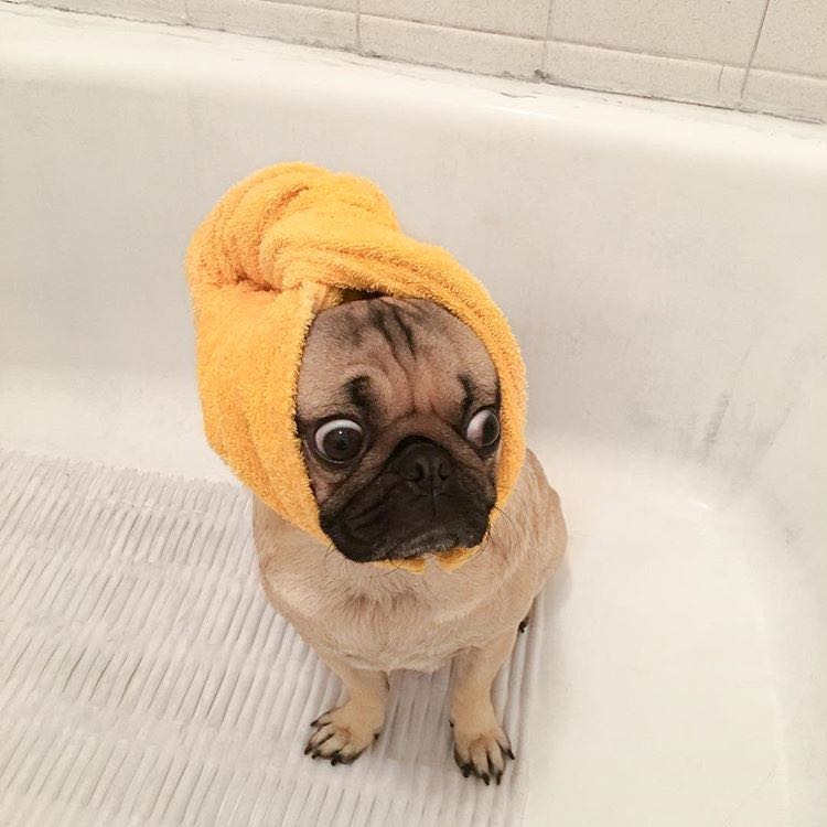 (Category: ) located in . Submitted by puddingpug (Listing ID 1378883279, Image 1). Description: .