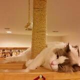 (Category: ) located in . Submitted by animalover21 (Listing ID 1242038310, Image 1). Description: .