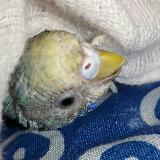 (Category: ) located in . Submitted by thebird. (Listing ID 1371553535, Image 1). Description: .