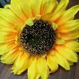 (Category: ) located in . Submitted by sunny.sales (Listing ID 1379278408, Image 1). Description: .