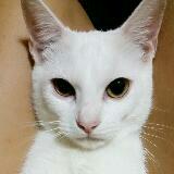 (Category: ) located in . Submitted by ofsparklesandtwinkles (Listing ID 1372468504, Image 1). Description: .